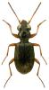 Asaphidion flavipes