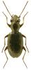 Asaphidion pallipes