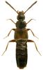 Atheta euryptera