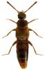 Alaobia pallidicornis