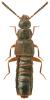 Atheta pilicornis