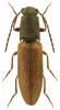 Athous bicolor