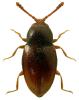 Atomaria testacea