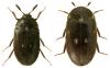 Attagenus pellio