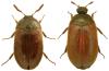 Attagenus smirnovi