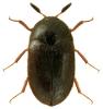 Attagenus unicolor