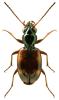 Bembidion articulatum