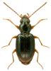 Bembidion assimile