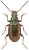 Bembidion atrocaeruleum