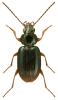 Bembidion biguttatum