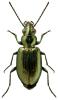 Bembidion bipunctatum