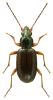 Bembidion decorum