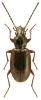 Bembidion dentellum