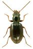 Bembidion doris