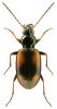 Bembidion femoratum