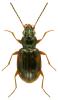 Bembidion fumigatum