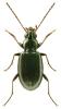 Bembidion geniculatum