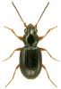 Bembidion gilvipes