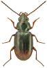 Bembidion guttula