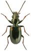 Bembidion humerale