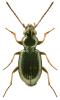 Bembidion lampros