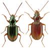 Bembidion lunatum