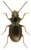 Bembidion mannerheimii