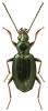 Bembidion monticola