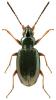 Bembidion deletum