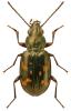 Bembidion obliquum