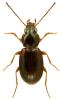 Bembidion obtusum