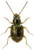 Bembidion octomaculatum