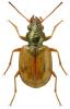 Bembidion pallidipenne