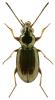 Bembidion properans