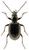 Bembidion punctulatum