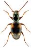 Bembidion quadrimaculatum