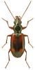 Bembidion saxatile