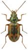 Bembidion semipunctatum