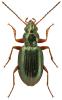 Bembidion stephensii