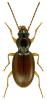 Bembidion stomoides