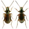 Bembidion tetracolum