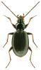 Bembidion tibiale