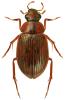 Berosus signaticollis