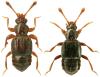 Bibloporus bicolor