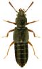 Bledius subterraneus