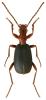 Brachinus crepitans