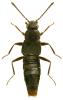 Brachyusa concolor