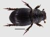 Brindalus porcicollis