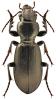 Broscus cephalotes