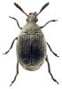 Bruchidius villosus